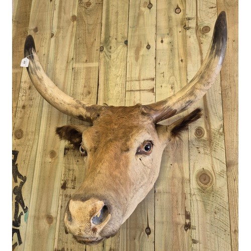 400 - 19th century taxidermy head of a longhorn cow. [84cm high]