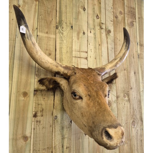 400 - 19th century taxidermy head of a longhorn cow. [84cm high]