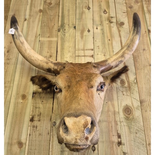 400 - 19th century taxidermy head of a longhorn cow. [84cm high]