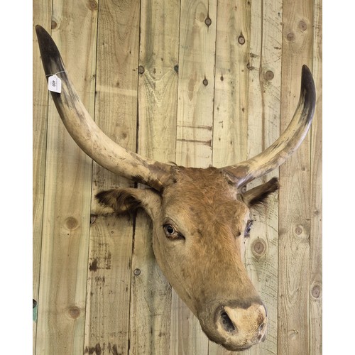 400 - 19th century taxidermy head of a longhorn cow. [84cm high]