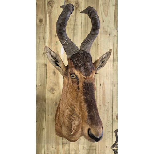 399 - Antique taxidermy head of a Red Hartebeest or Caama. [102cm length]