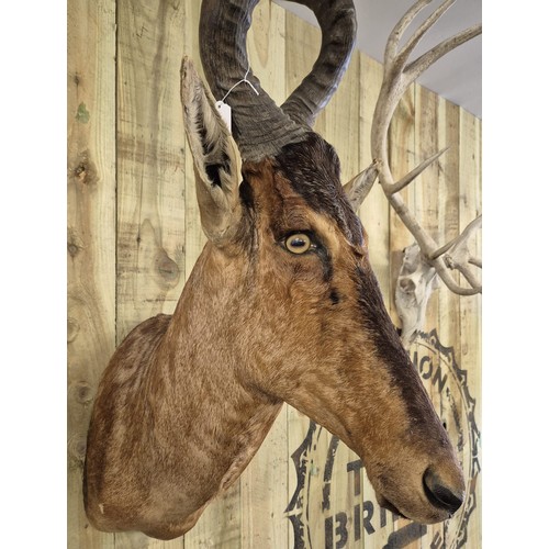 399 - Antique taxidermy head of a Red Hartebeest or Caama. [102cm length]