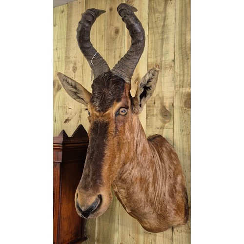 399 - Antique taxidermy head of a Red Hartebeest or Caama. [102cm length]