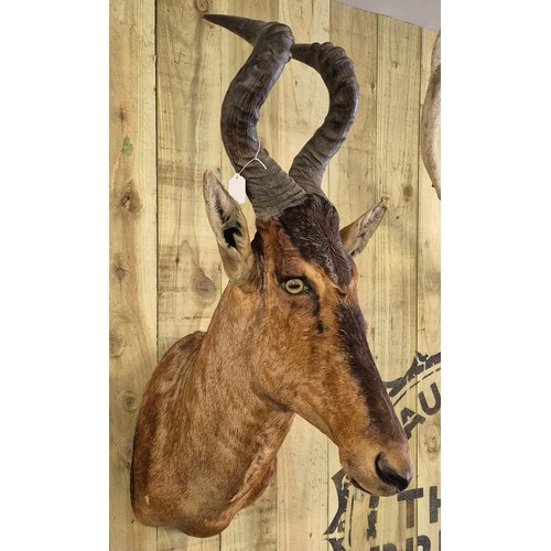 399 - Antique taxidermy head of a Red Hartebeest or Caama. [102cm length]