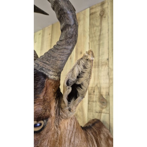 399 - Antique taxidermy head of a Red Hartebeest or Caama. [102cm length]