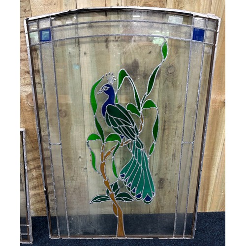 483 - Two section stainglass window panel depicting a peacock. [101x68cm- large panel]