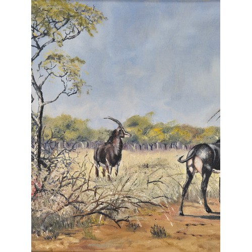 180 - B. Carnelley- 1968. Oil painting on canvas of two sable antelopes on the watch, set in an ornate gil... 