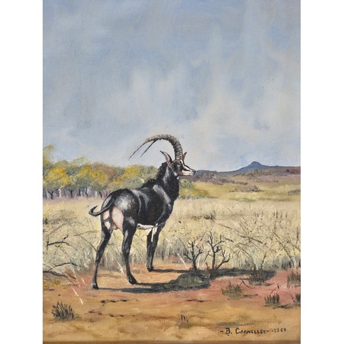 180 - B. Carnelley- 1968. Oil painting on canvas of two sable antelopes on the watch, set in an ornate gil... 