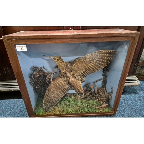 182 - Antique taxidermy Eurasian woodcock in a fitted display cabinet made from wood and glass. Restored b... 