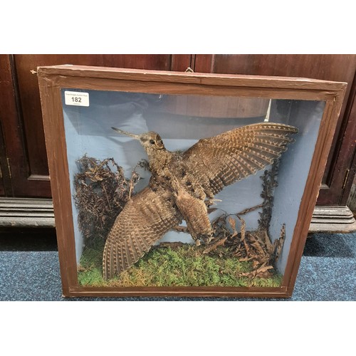 182 - Antique taxidermy Eurasian woodcock in a fitted display cabinet made from wood and glass. Restored b... 