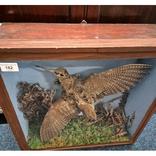 182 - Antique taxidermy Eurasian woodcock in a fitted display cabinet made from wood and glass. Restored b... 