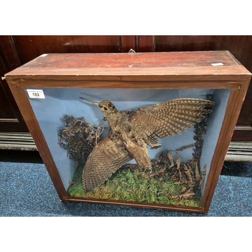 182 - Antique taxidermy Eurasian woodcock in a fitted display cabinet made from wood and glass. Restored b... 