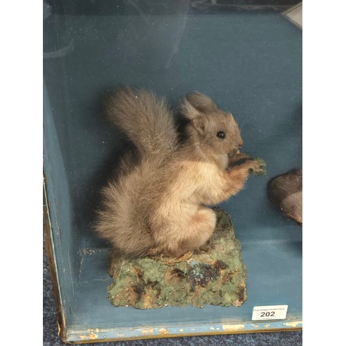 202 - 19th century taxidermy Red Squirrels in fitted display box [40x48.5x15.5cm]