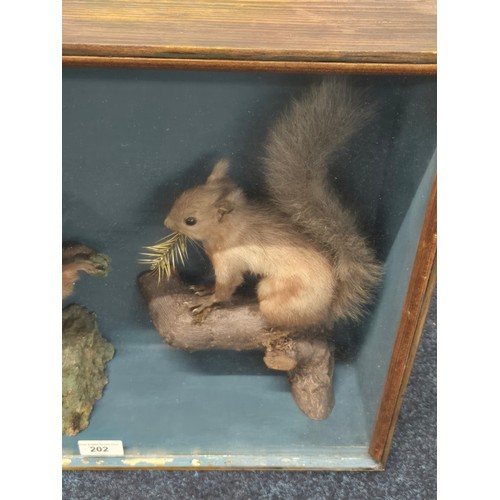 202 - 19th century taxidermy Red Squirrels in fitted display box [40x48.5x15.5cm]