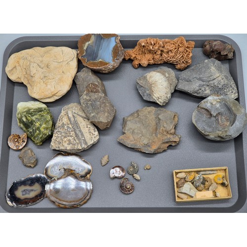 123 - A collection of ancient fossils & Agate stones; Trilobite fossils, opal crystal, polished Oregon, Am... 