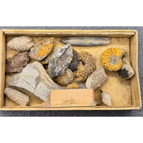 123 - A collection of ancient fossils & Agate stones; Trilobite fossils, opal crystal, polished Oregon, Am... 