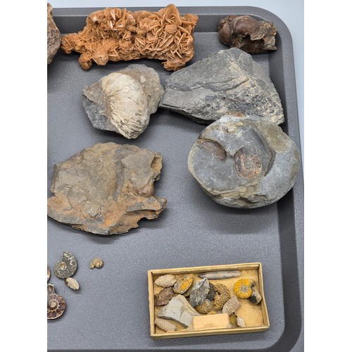 123 - A collection of ancient fossils & Agate stones; Trilobite fossils, opal crystal, polished Oregon, Am... 