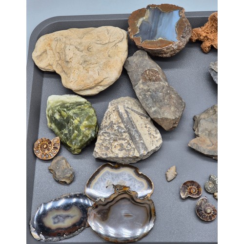 123 - A collection of ancient fossils & Agate stones; Trilobite fossils, opal crystal, polished Oregon, Am... 