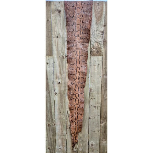 267 - Antique snake skin probably python.[325cm in length 13 foot]