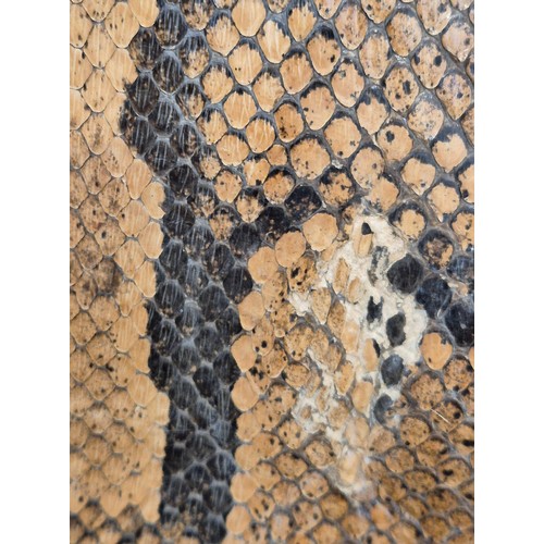 267 - Antique snake skin probably python.[325cm in length 13 foot]