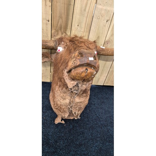 392 - Antique taxidermy mounted bulls head set with horns, needs attention