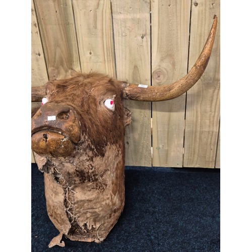 392 - Antique taxidermy mounted bulls head set with horns, needs attention