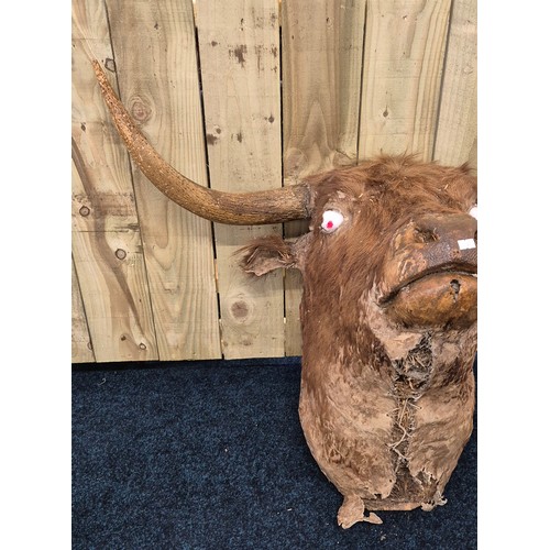 392 - Antique taxidermy mounted bulls head set with horns, needs attention