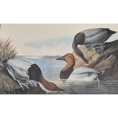 173 - After John James Audubon 
large coloured print titled 