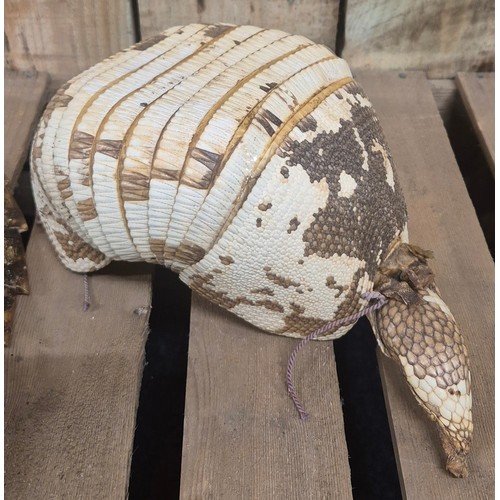 256 - 19th century armadillo shell.