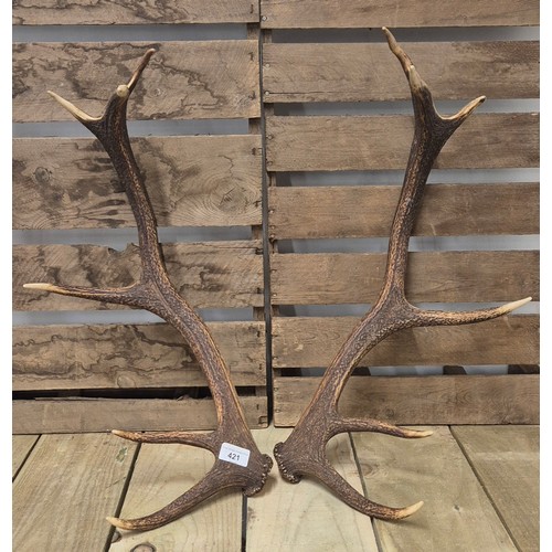 421 - Pair of Stag Six pointer Antlers. 56cm in height together with A Reprint fife Vice Comitative of Fyf... 