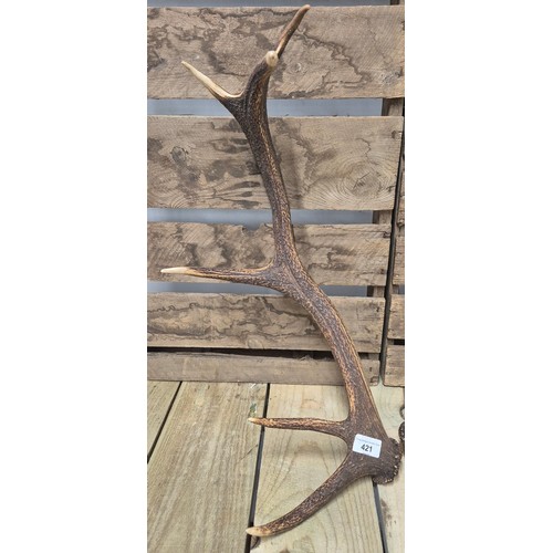 421 - Pair of Stag Six pointer Antlers. 56cm in height together with A Reprint fife Vice Comitative of Fyf... 