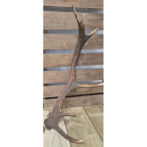 421 - Pair of Stag Six pointer Antlers. 56cm in height together with A Reprint fife Vice Comitative of Fyf... 