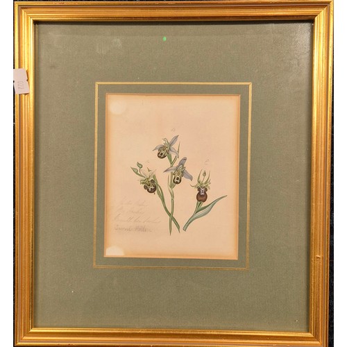 338 - 19th century Botanical Art watercolour titled 