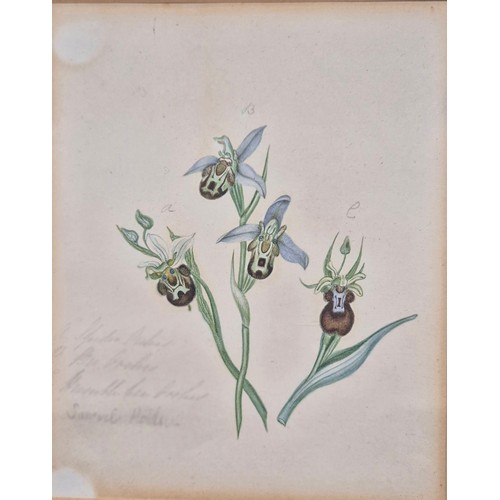 338 - 19th century Botanical Art watercolour titled 