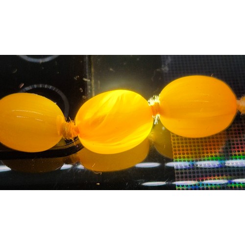 100 - Vintage Amber Egg Yolk Graduated Beads.