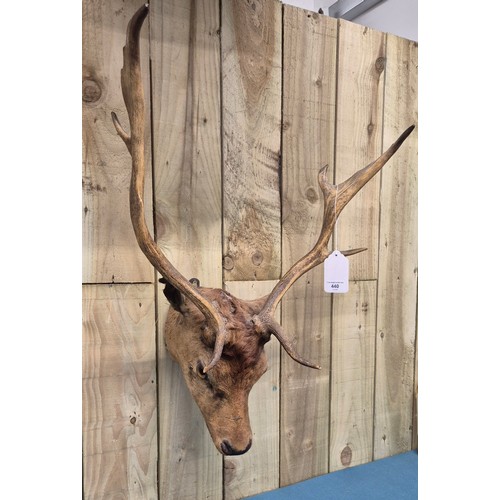 440 - Antique Taxidermy Stag head.