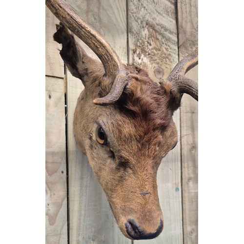 440 - Antique Taxidermy Stag head.