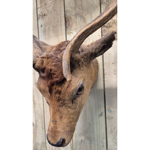 440 - Antique Taxidermy Stag head.