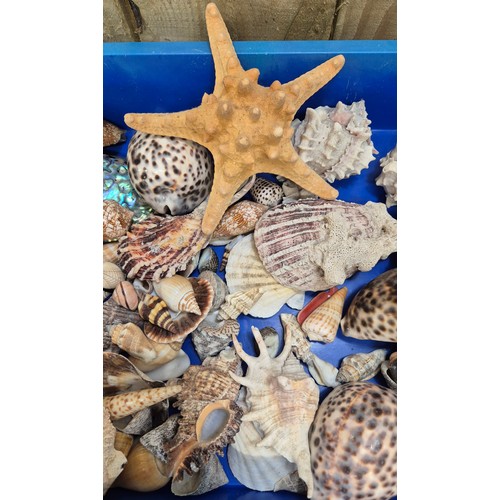Tub of mixed shells, star fish and coral piece.