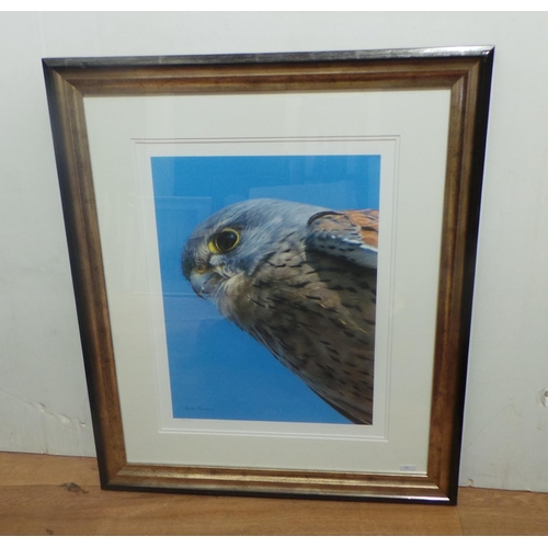 228 - Framed Print of an Owl