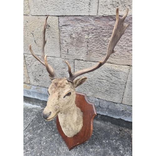 6 - Mounted Deer Head
