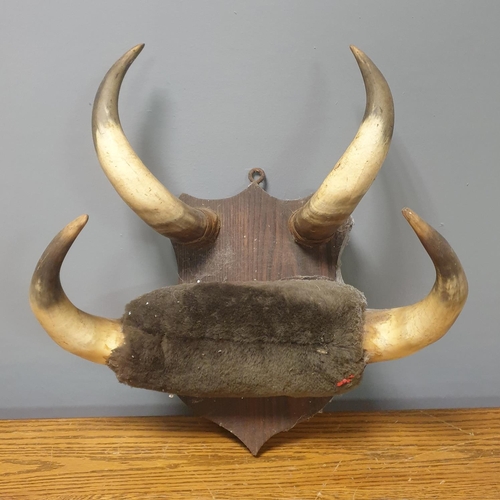 61 - Set of Mounted Horns , 45cm X 40cm