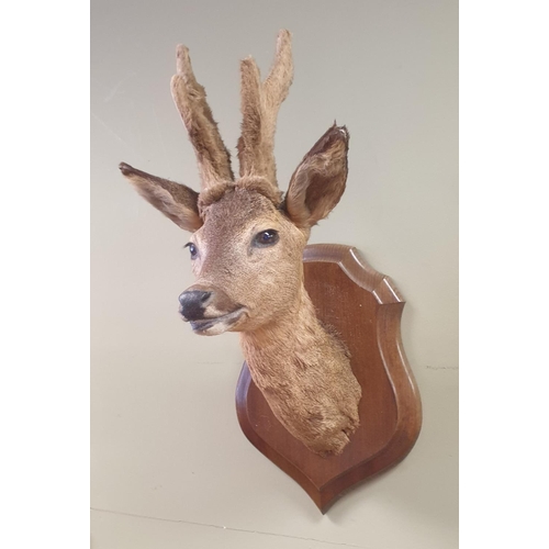 229 - Mounted Deer Head, Height 60cm, Width: 25cm