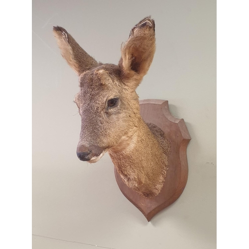 407 - Mounted Deer Head, Height 45cm