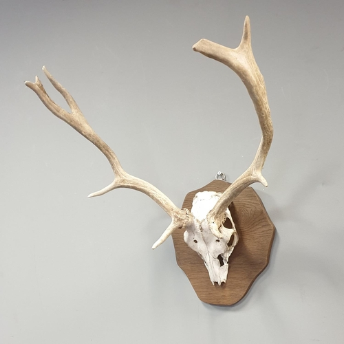 548 - Mounted Antlers, height 60cm x width: 50cm