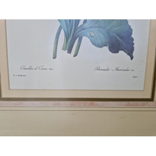 172 - Pair of Framed Botanical Prints by P. J. Redoute. H:56 x W:46cm