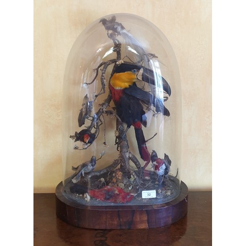 32 - Taxidermy Birds under Glass Dome on a Rosewood Stand, H:58 x W:47 x D:25cm