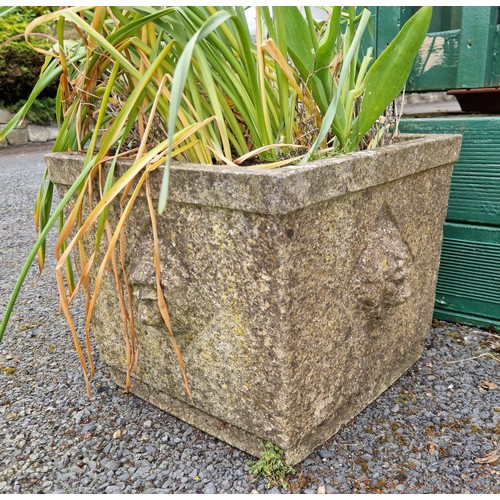 537 - Pair of Square Stone Garden Planters with lion head detail, H:31 x W:36 x D:36cm