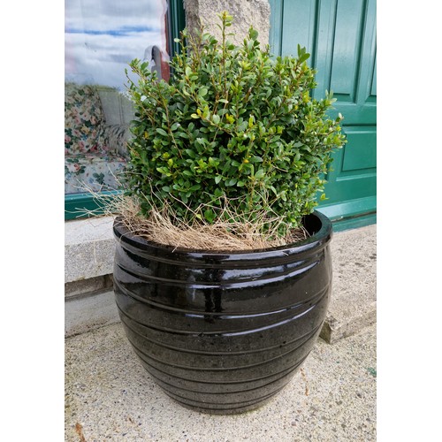 541 - Pair of Large Glazed Garden Planters complete with plants, H:42 x D:49cm