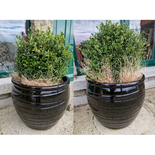 541 - Pair of Large Glazed Garden Planters complete with plants, H:42 x D:49cm